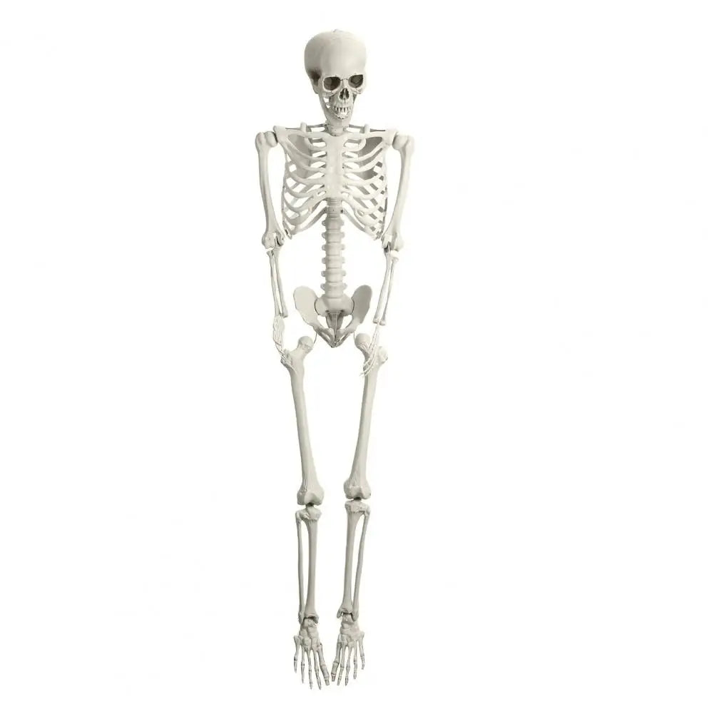 Poseable Skeleton Prop for Halloween Decoration and Party