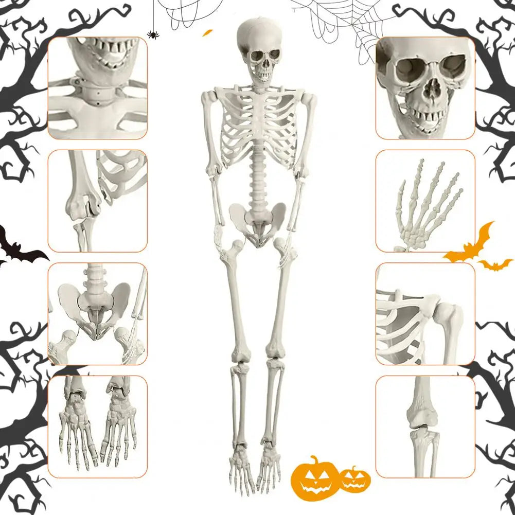 Poseable Skeleton Prop for Halloween Decoration and Party