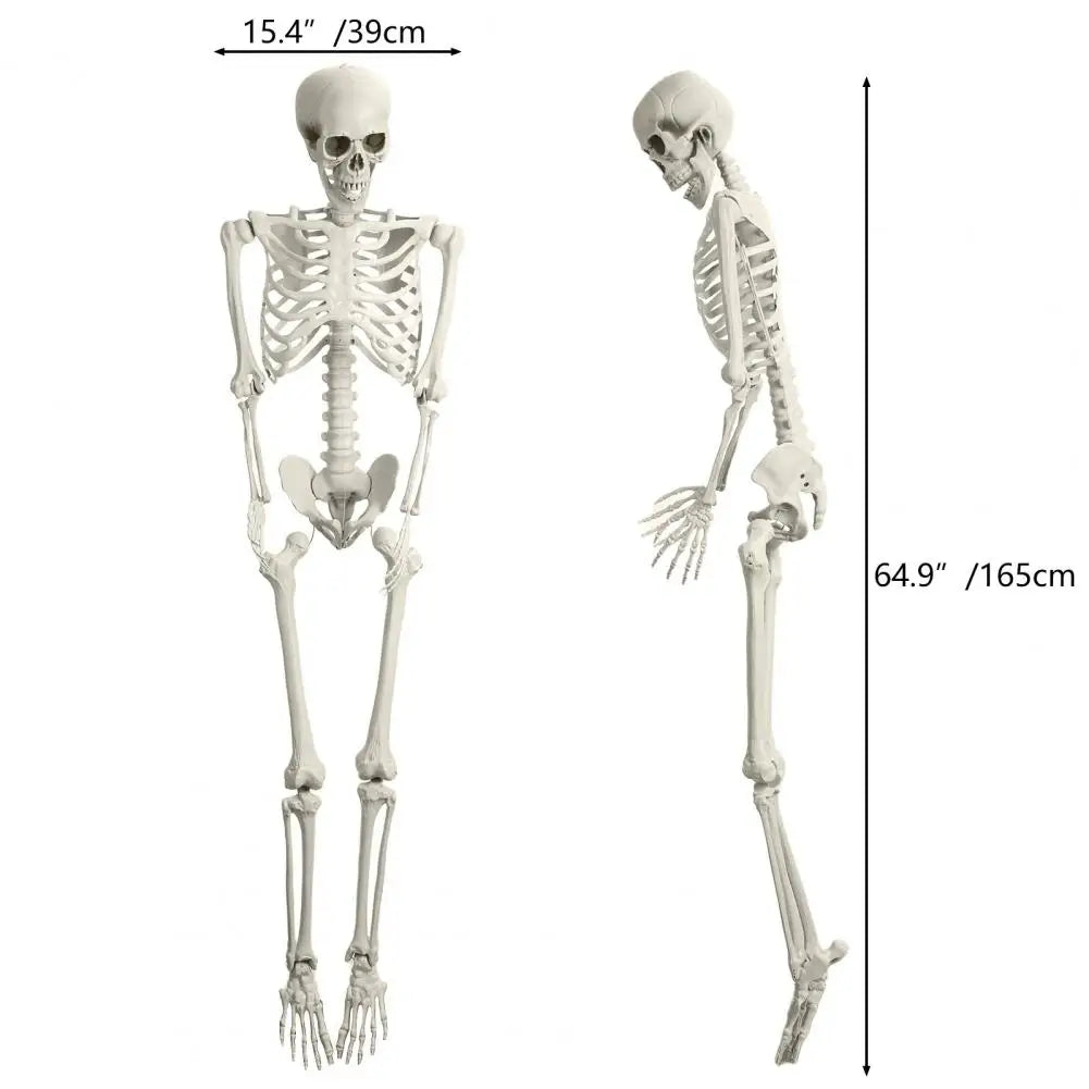 Poseable Skeleton Prop for Halloween Decoration and Party